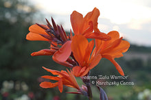 Load image into Gallery viewer, canna &#39;Zulu Warrior&#39;